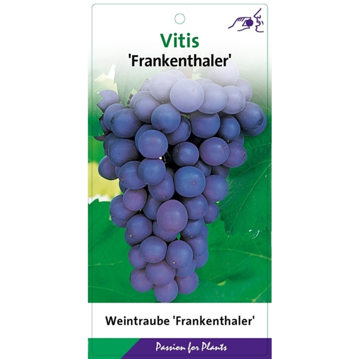 Vitis 'Frankenthaler' - C2 60-80 CM Stick